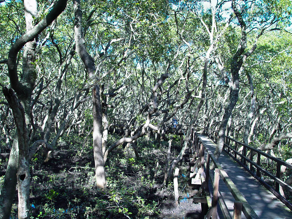 Животный мир Австралии, мостки для прогулок в мангровых зарослях
