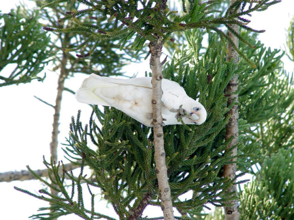 Белый какаду Австралия