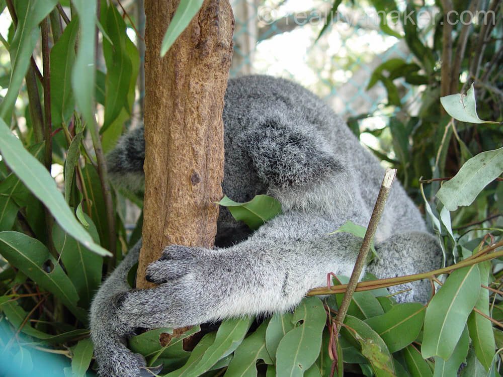 Зоопарка Lone Pine Koala Sanctuary